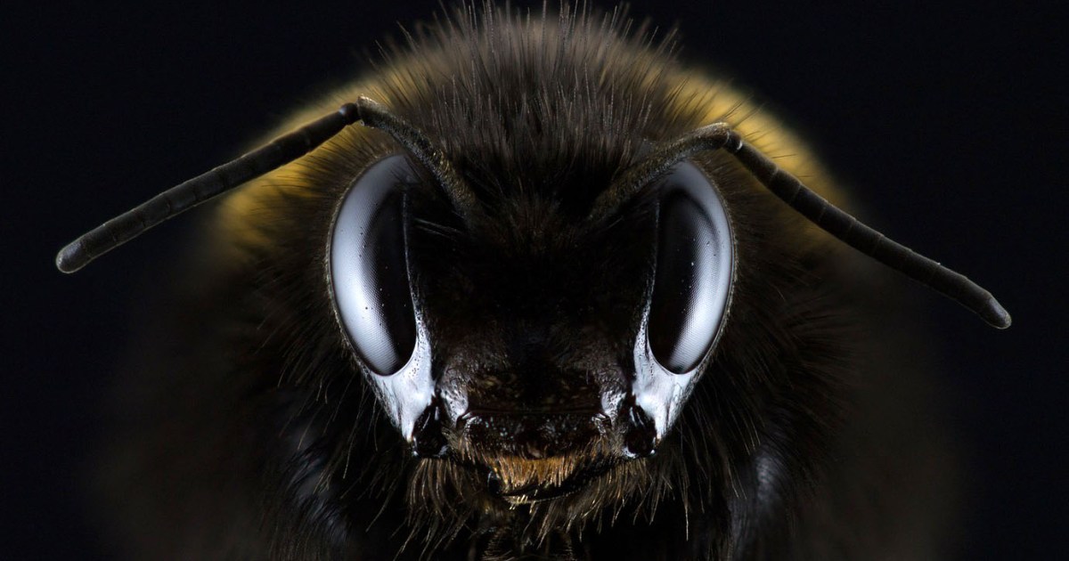 Les percées de l’IA pourraient provenir du cerveau des abeilles, selon les scientifiques