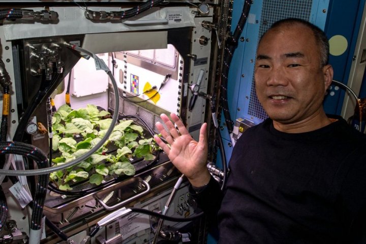 Japanese astronaut Soichi Noguchi took samples of radish leaves grown aboard the International Space Station on November 20.