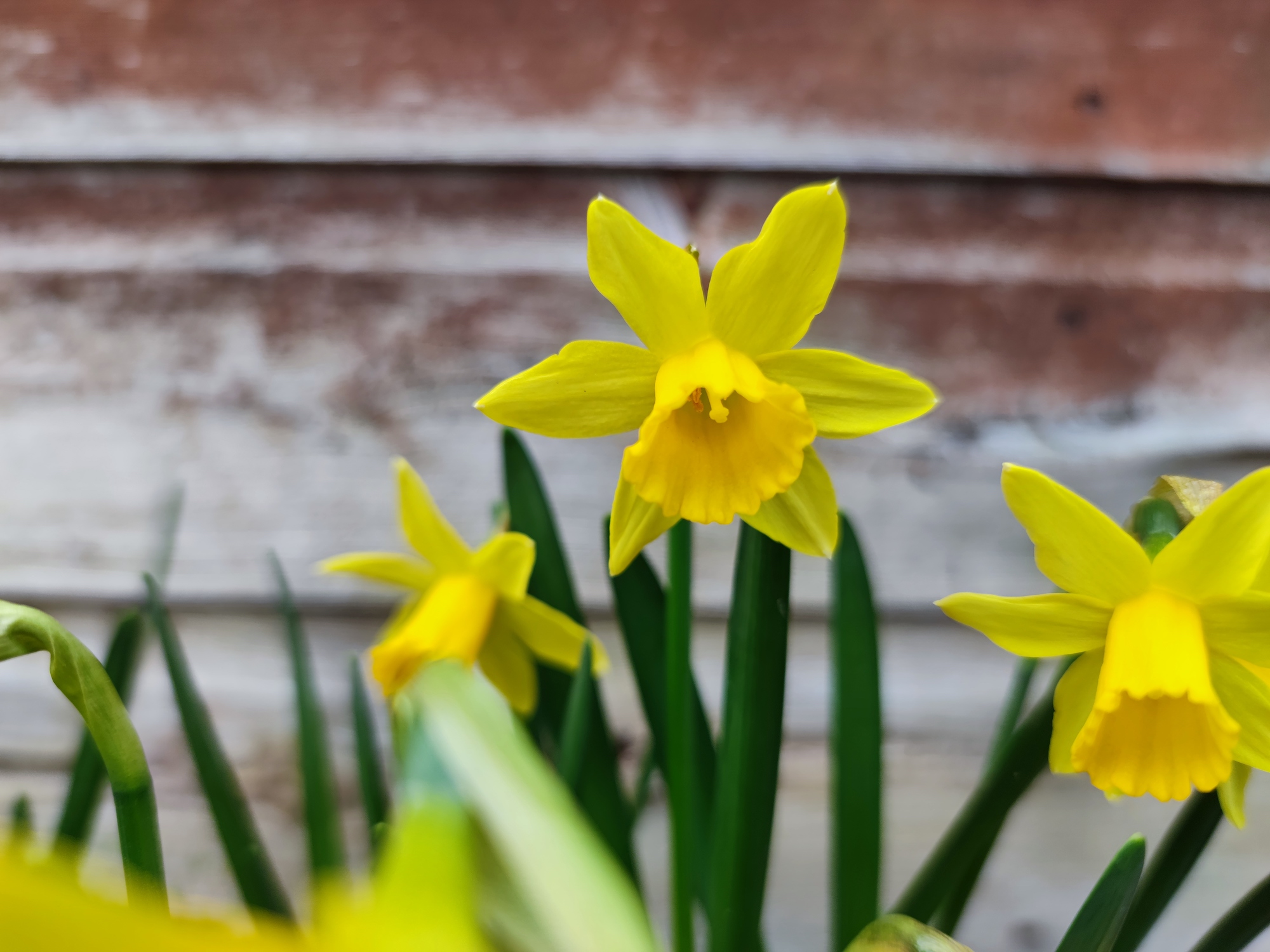 xiaomi mi 11 review daffodil