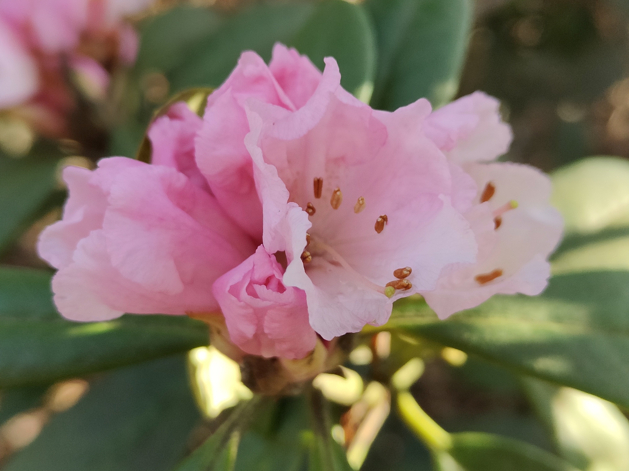oppo find x3 pro review flower