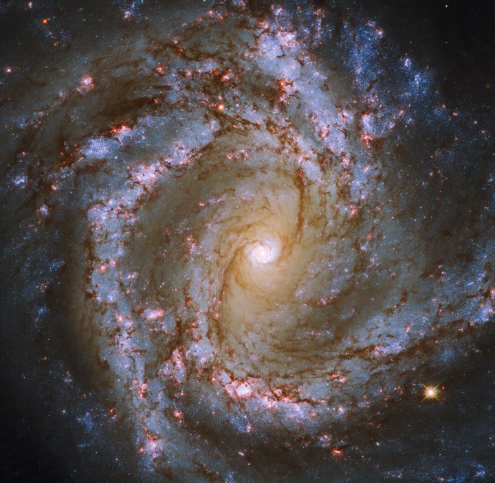 The luminous heart of the galaxy M61 dominates this image, framed by its winding spiral arms threaded with dark tendrils of dust. As well as the usual bright bands of stars, the spiral arms of M61 are studded with ruby-red patches of light. Tell-tale signs of recent star formation, these glowing regions lead to M61’s classification as a starburst galaxy.