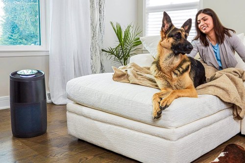 Instant air purifier with pet.