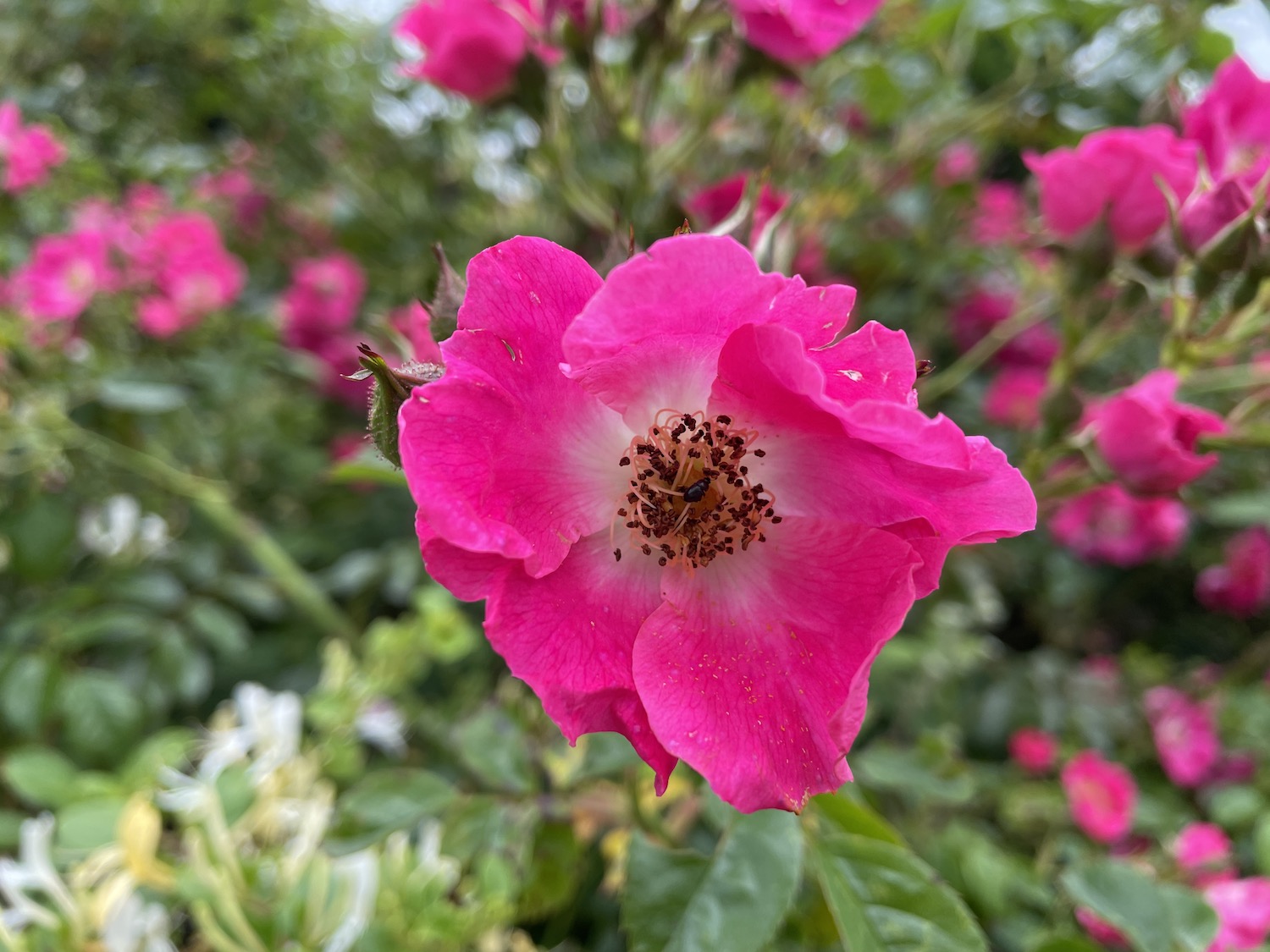 Photo of a pink flower taken with the iPhone 12 Pro
