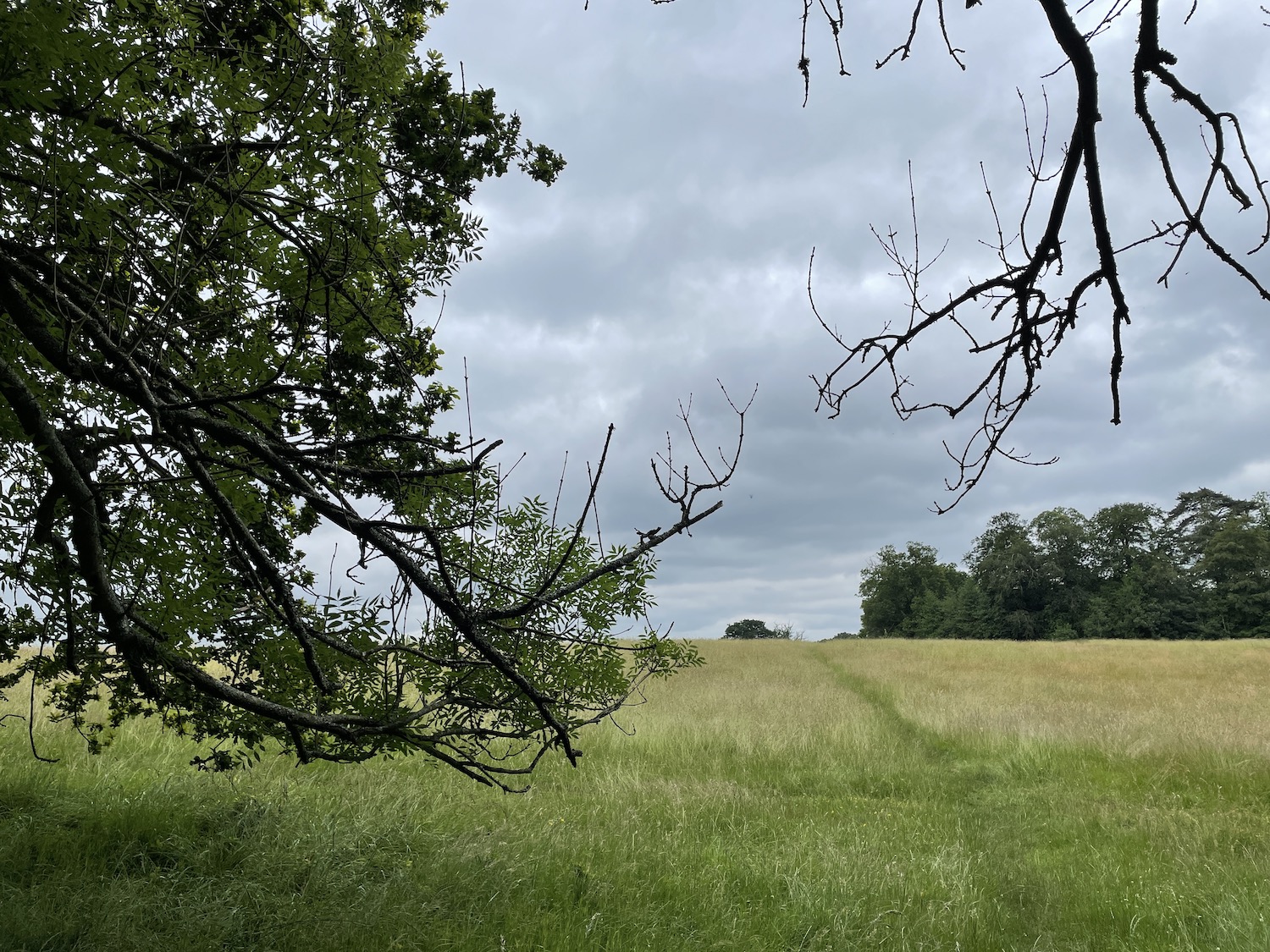 Photo of a field and trees taken with the iPhone 12 Pro
