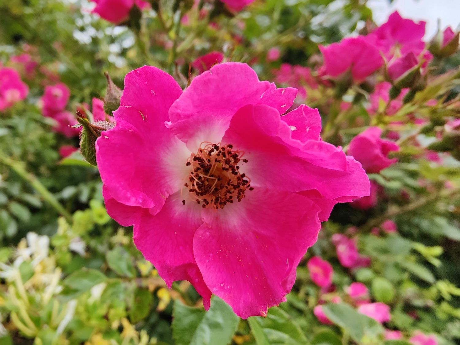 Photo of a pink flower taken with the OnePlus 9 Pro