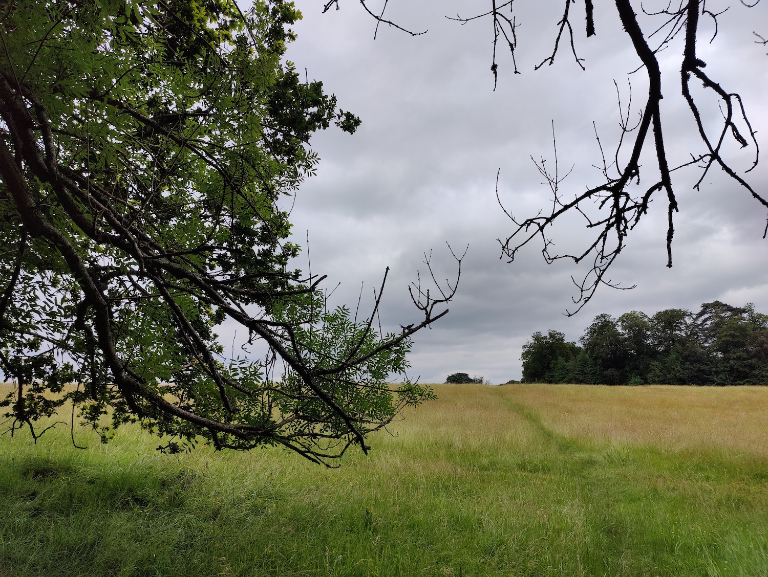 Photo of a field and trees taken with the OnePlus 9 Pro