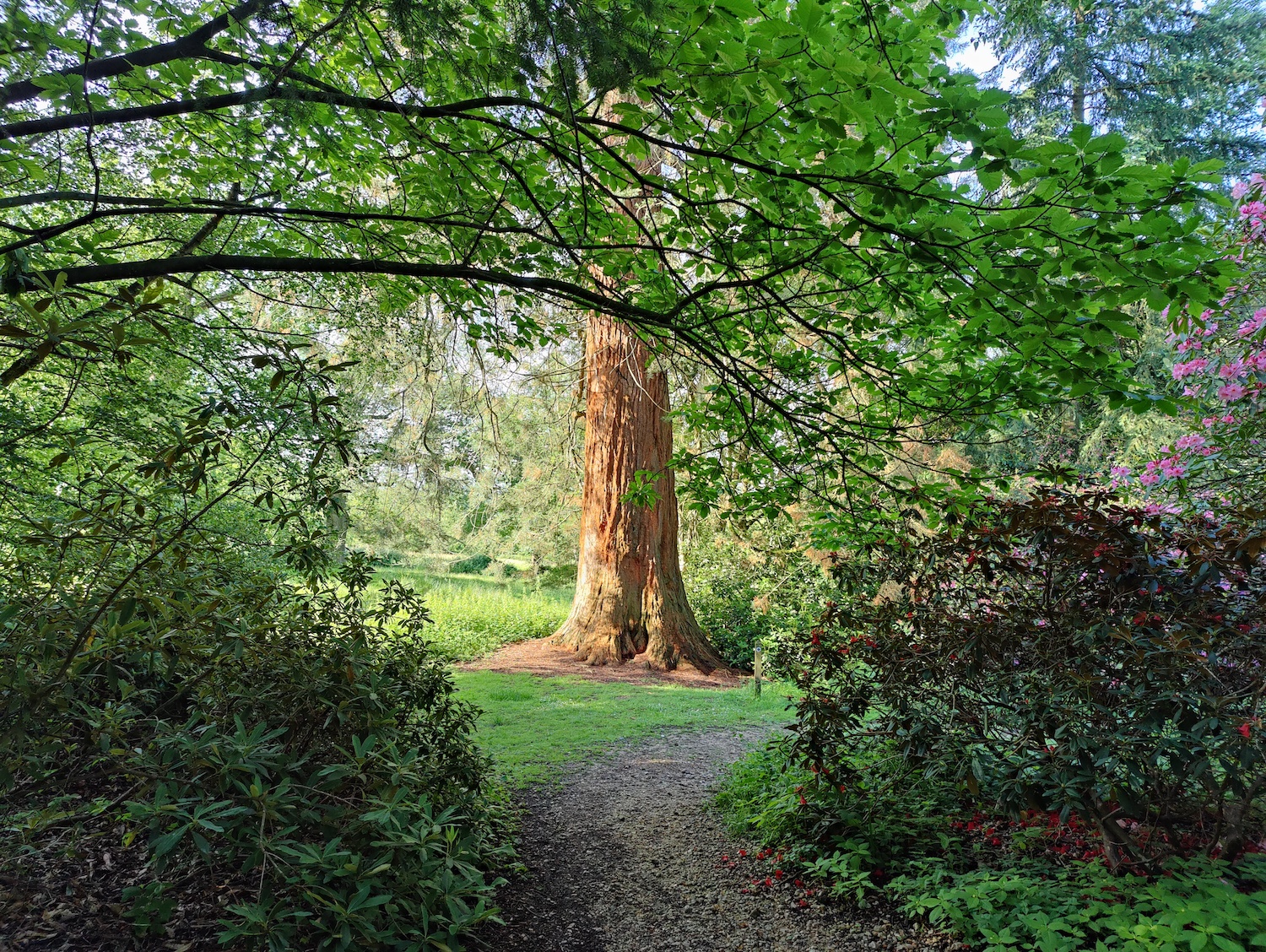 Tree scene photo taken with the OnePlus 9 Pro