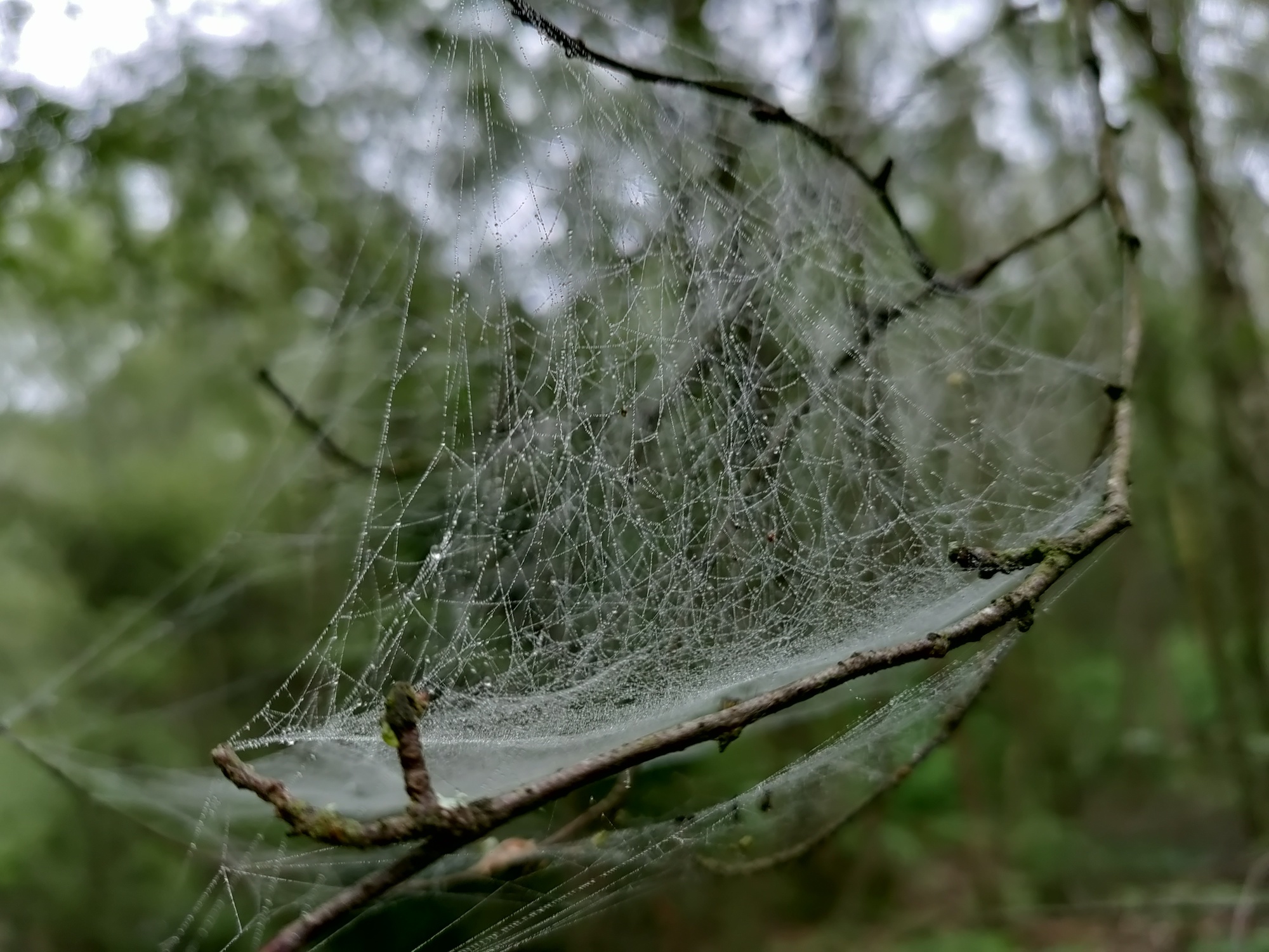 oneplus nord ce 5g review spider web