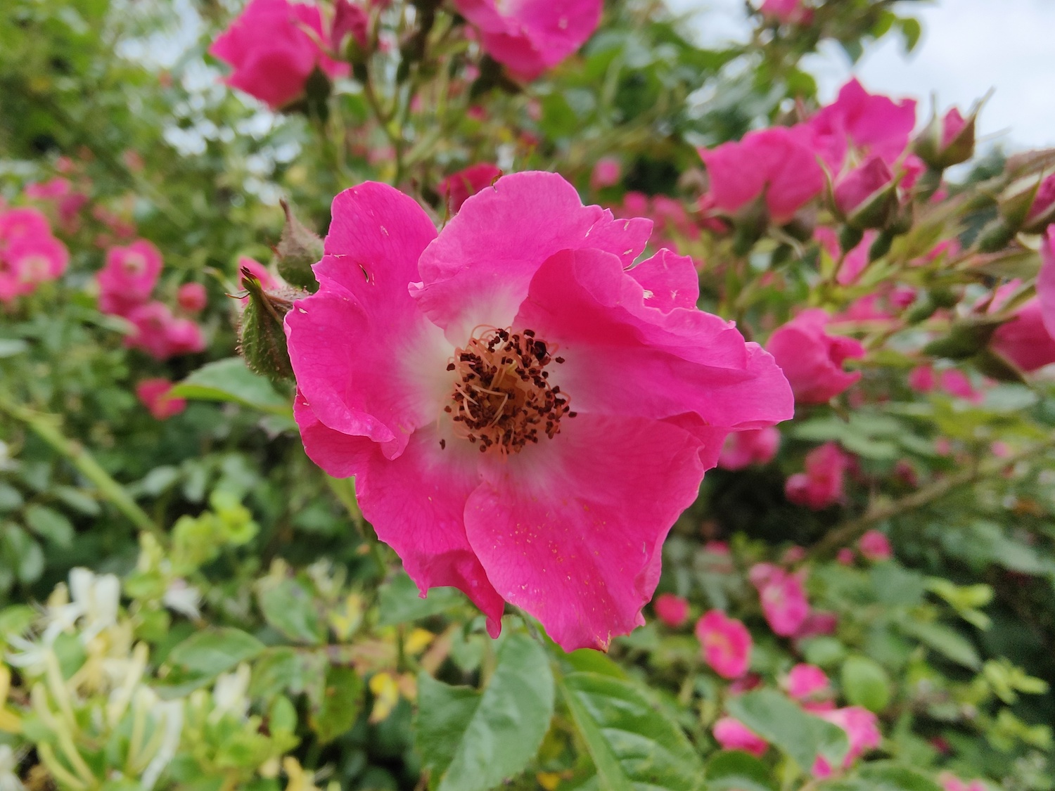 Photo of a pink flower taken with the Oppo Find X3 Pro
