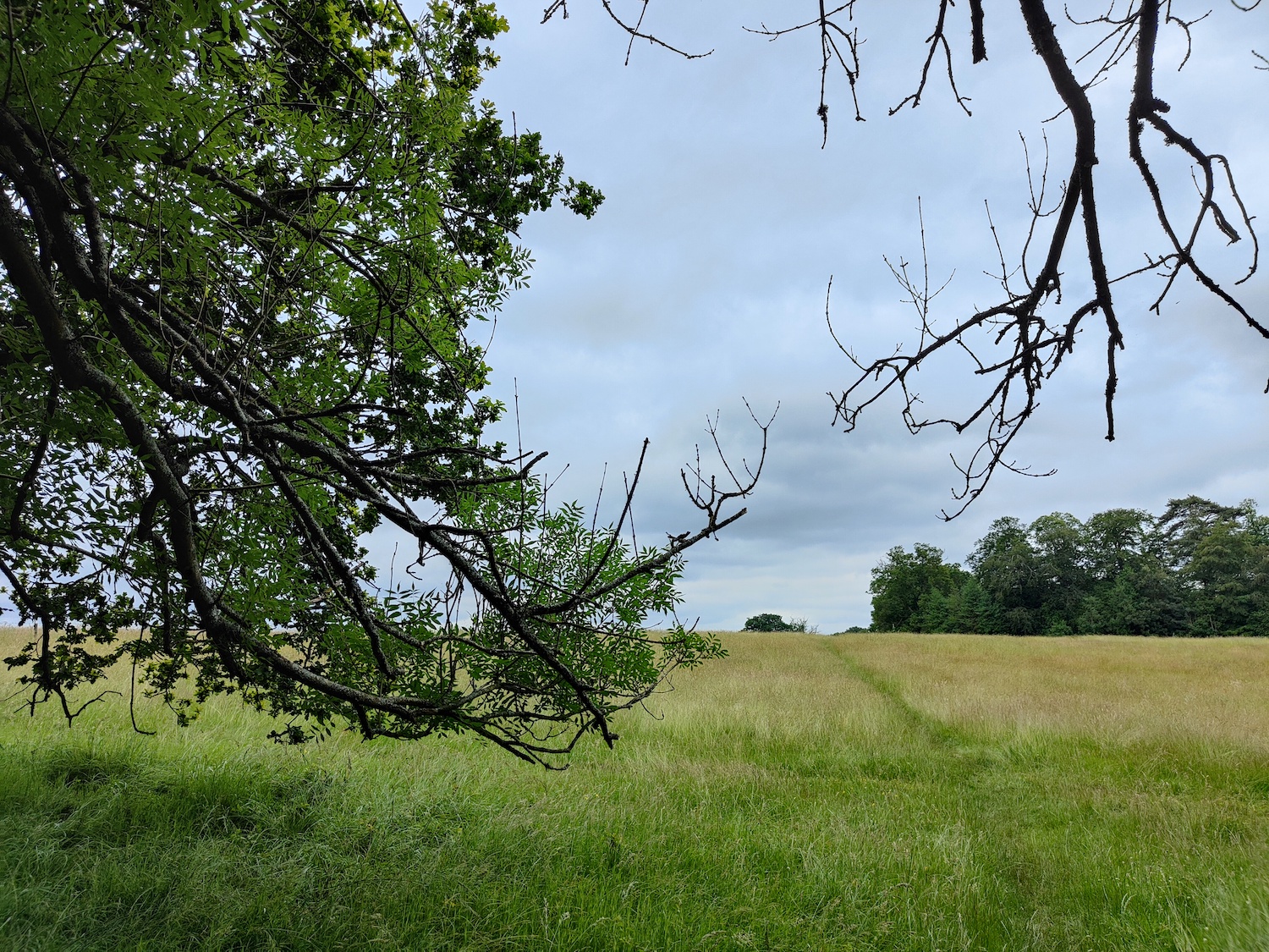 Photo of a field and trees taken with the Oppo Find X3 Pro