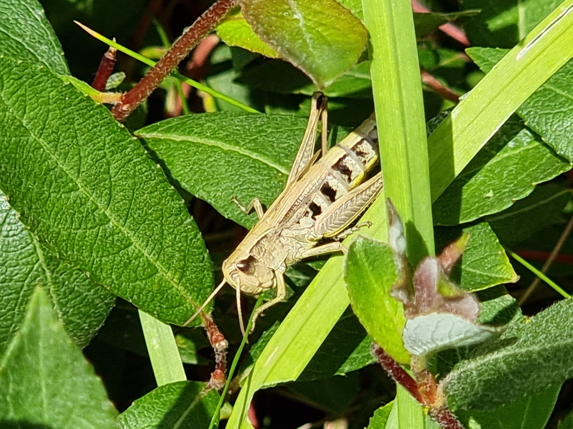 Photo of a grasshopper taken with the Galaxy S21 Ultra.
