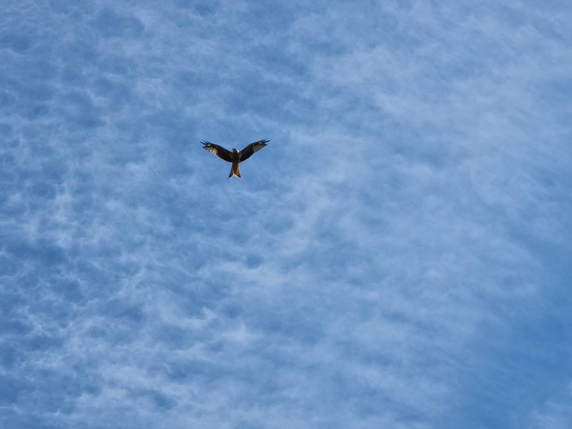 Photo of a hawk taken with the Galaxy S21 Ultra.