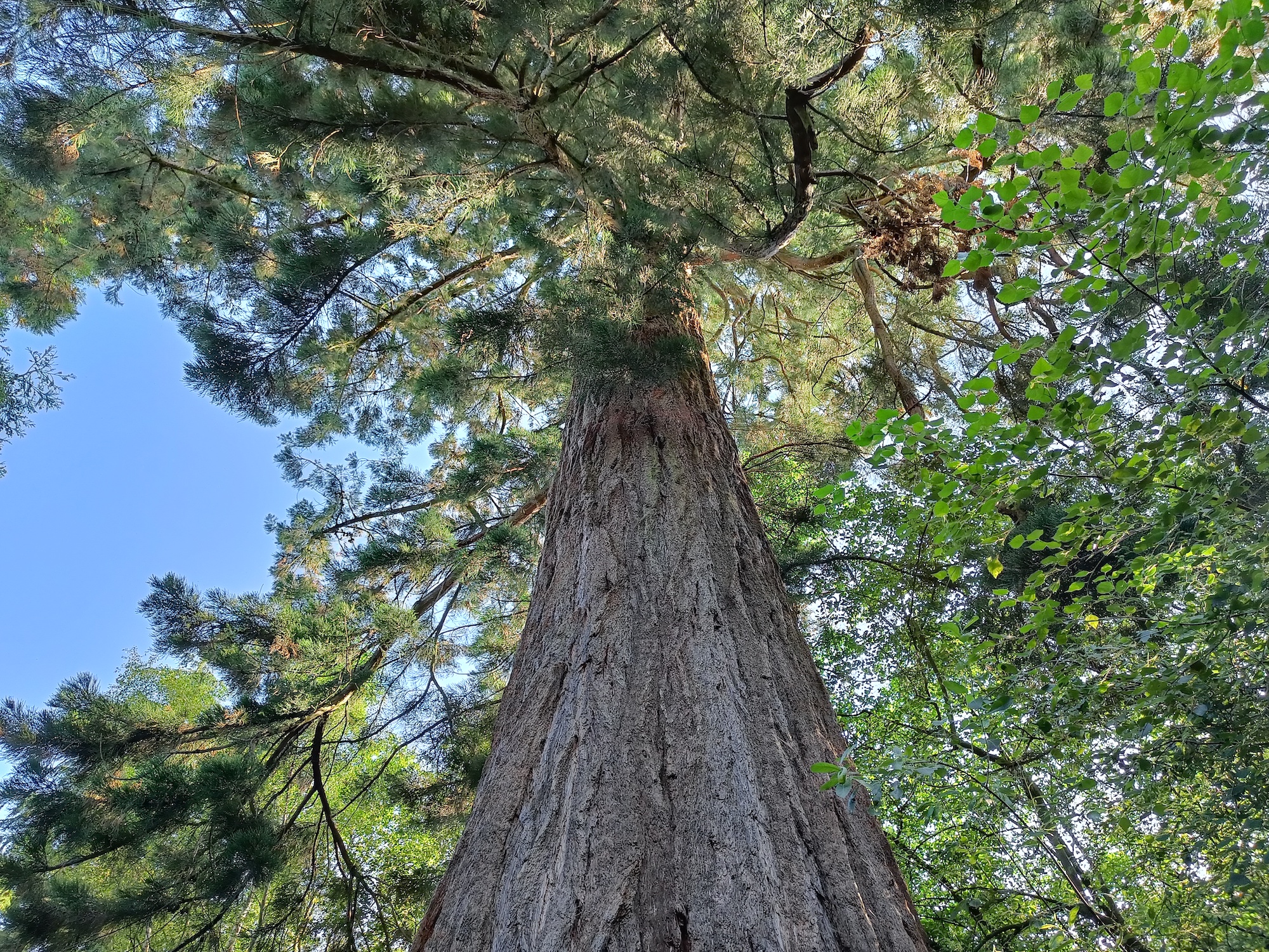 A tree photographed with the OnePlus Nord 2.