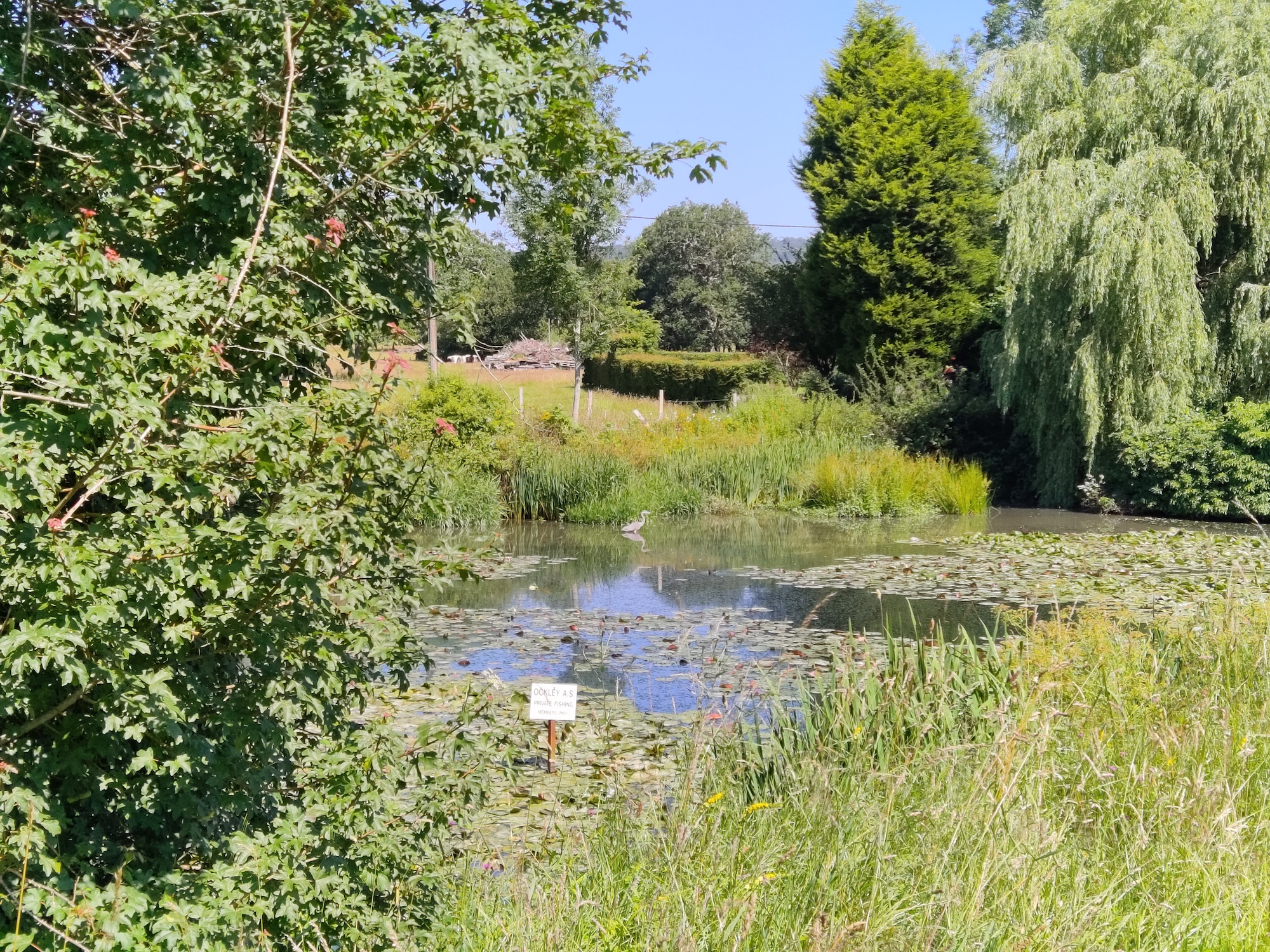 Daytime photo of a pond taken with the TCL 20 Pro 5G