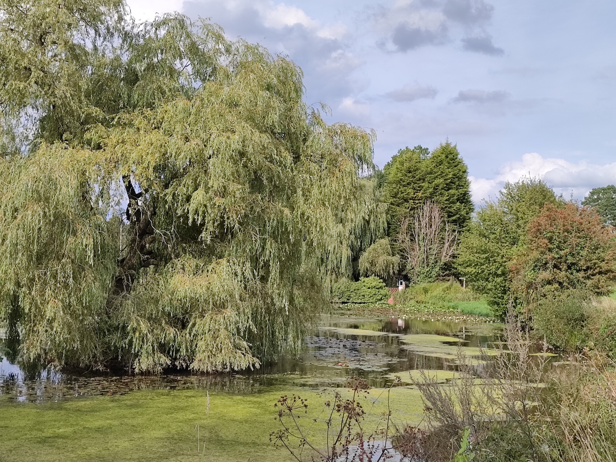 2x zoom photo of a pond taken with the Xiaomi 11T Pro.