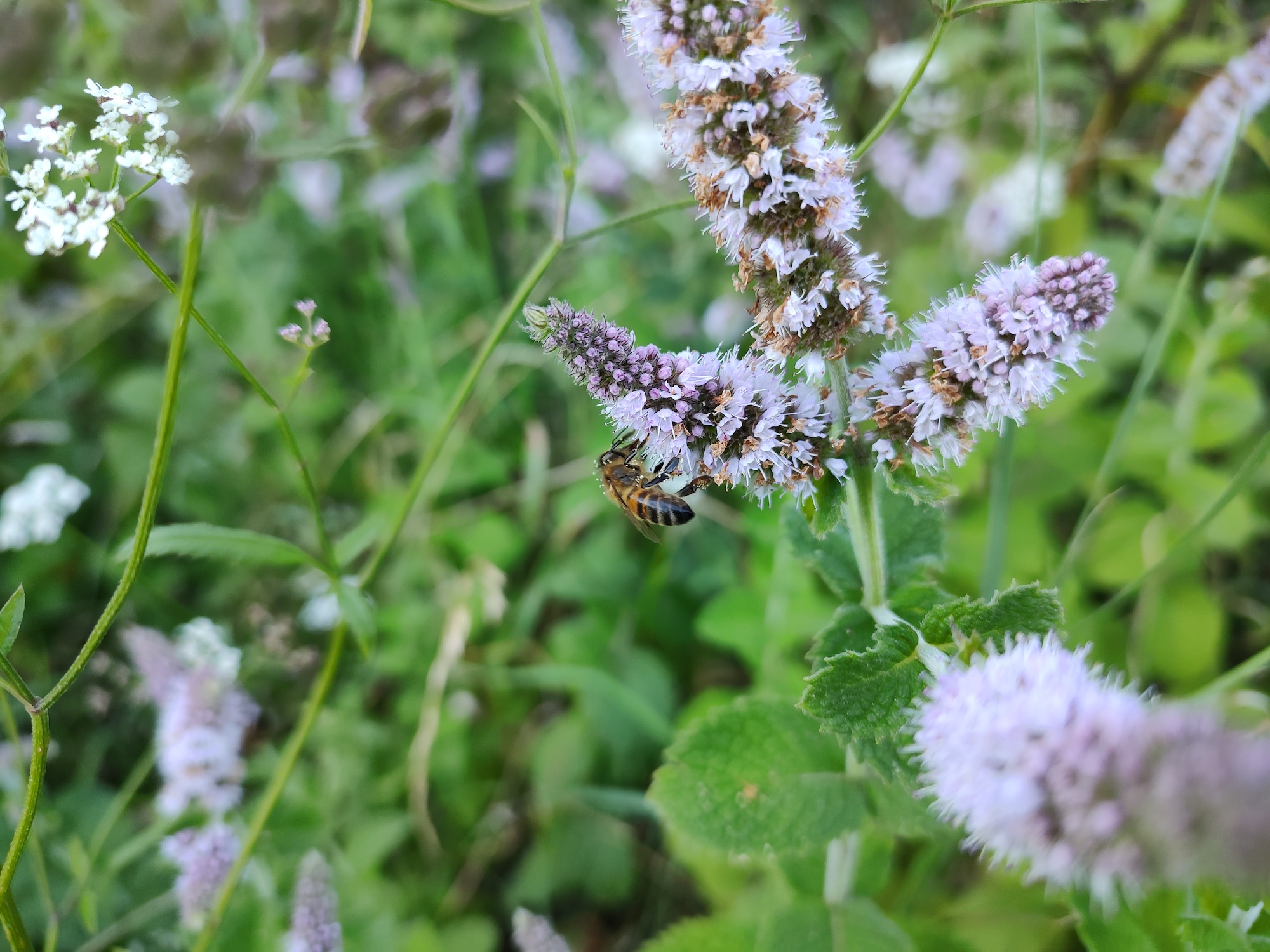 Photo of a bee taken with the Moto Edge 20 Pro.