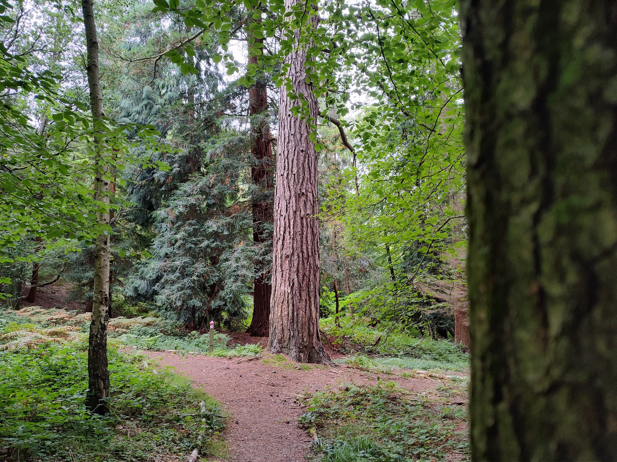 Photo of trees taken with the Moto Edge 20 Pro.
