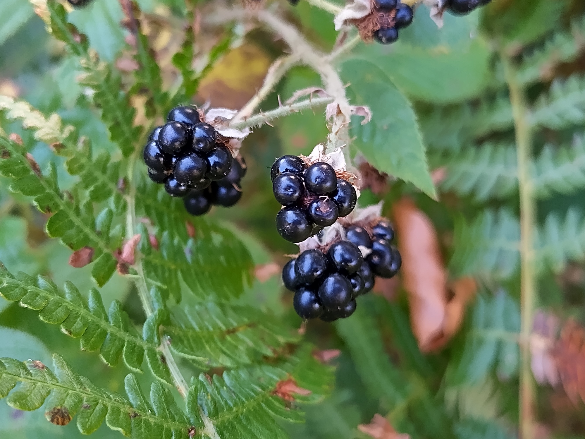 Photo of blackberries taken with the Nokia XR20.