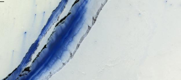 This image of the young volcanic region of Elysium Planitia on Mars [10.3°N, 159.5°E] was taken on 14 April 2021 by the CaSSIS camera on the ESA-Roscosmos ExoMars Trace Gas Orbiter (TGO). The two blue parallel trenches in this image, called Cerberus Fossae, were thought to have formed by tectonic processes. They run for almost one thousand km over the volcanic region. In this image, CaSSIS is looking straight down into one of these 2 km-wide fissures.