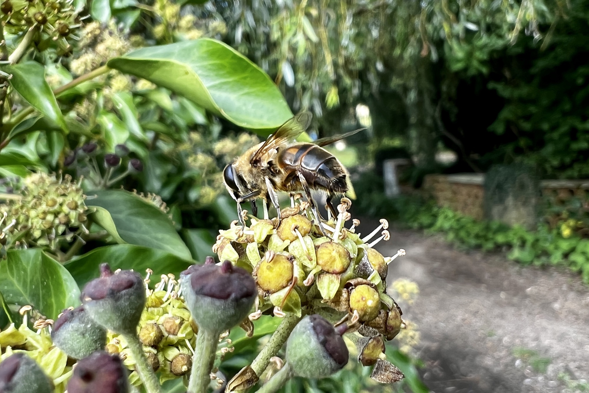 Macro photo of an insect taken with the iPhone 13 Pro.