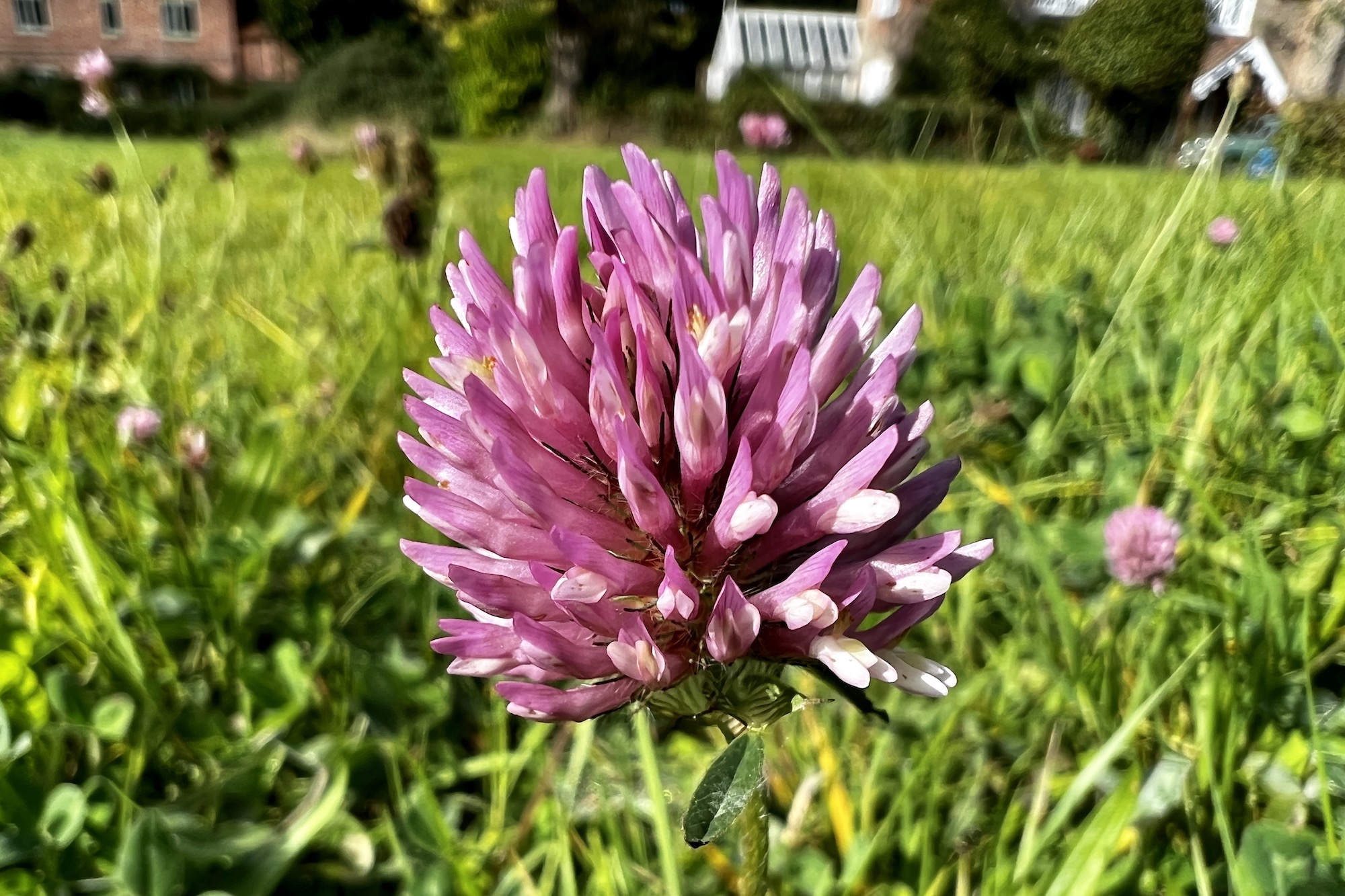 Macro photo of a flower taken with the iPhone 13 Pro.