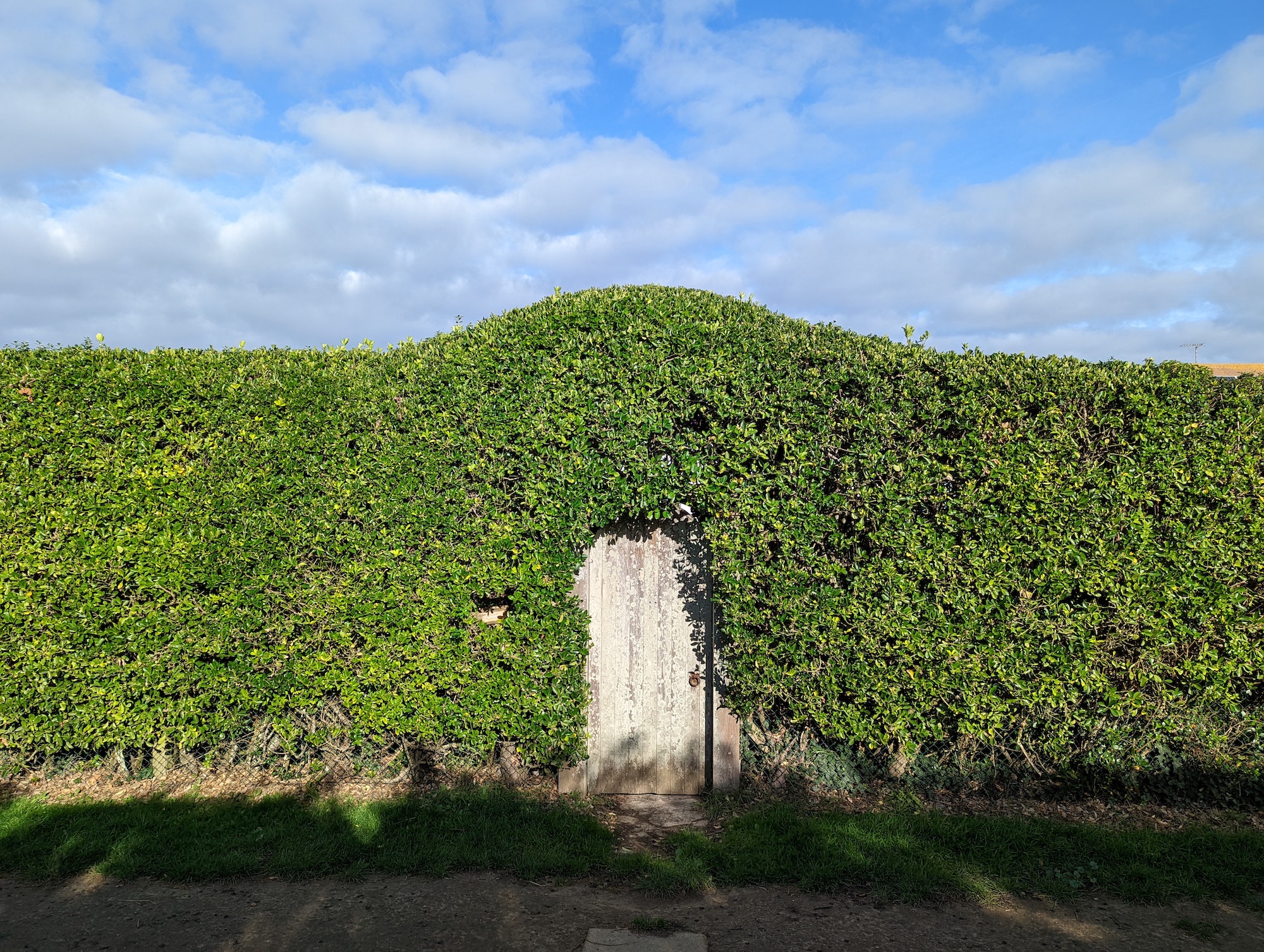 Pixel 6 Pro photo of a hedge.