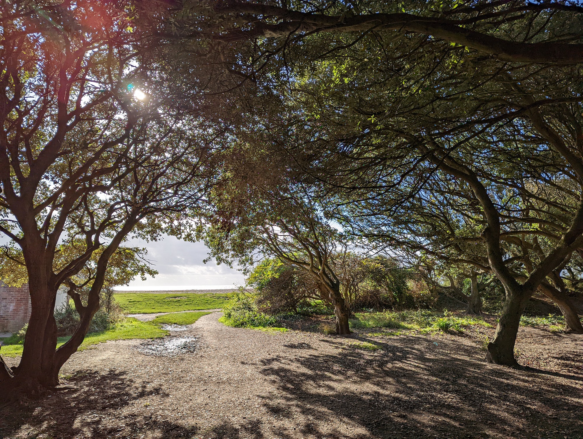 Pixel 6 Pro photo of trees