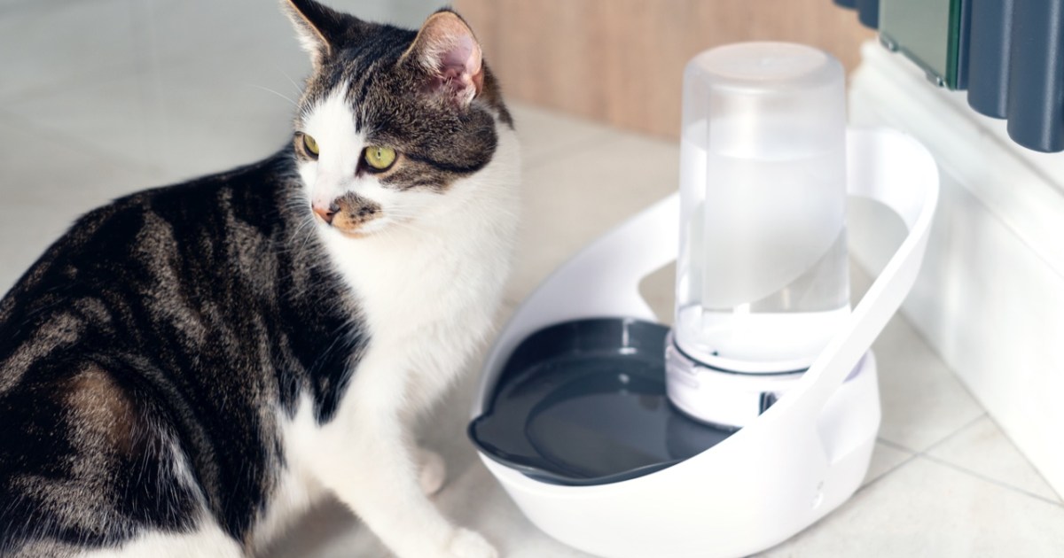 Felaqua Connect Cat Water Fountain Review: Tracks Cat's Drinking