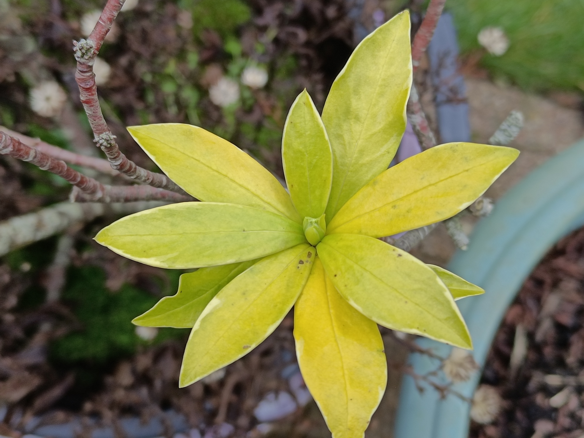 Vivo V23 Pro photo of leaves.