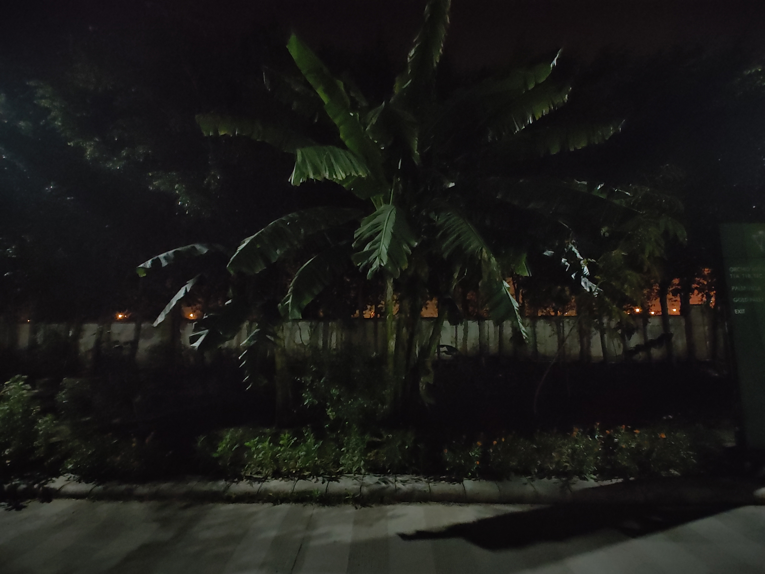 Motorola Edge Plus 2022 camera sample banana tree at night with ultrawide angle camera.