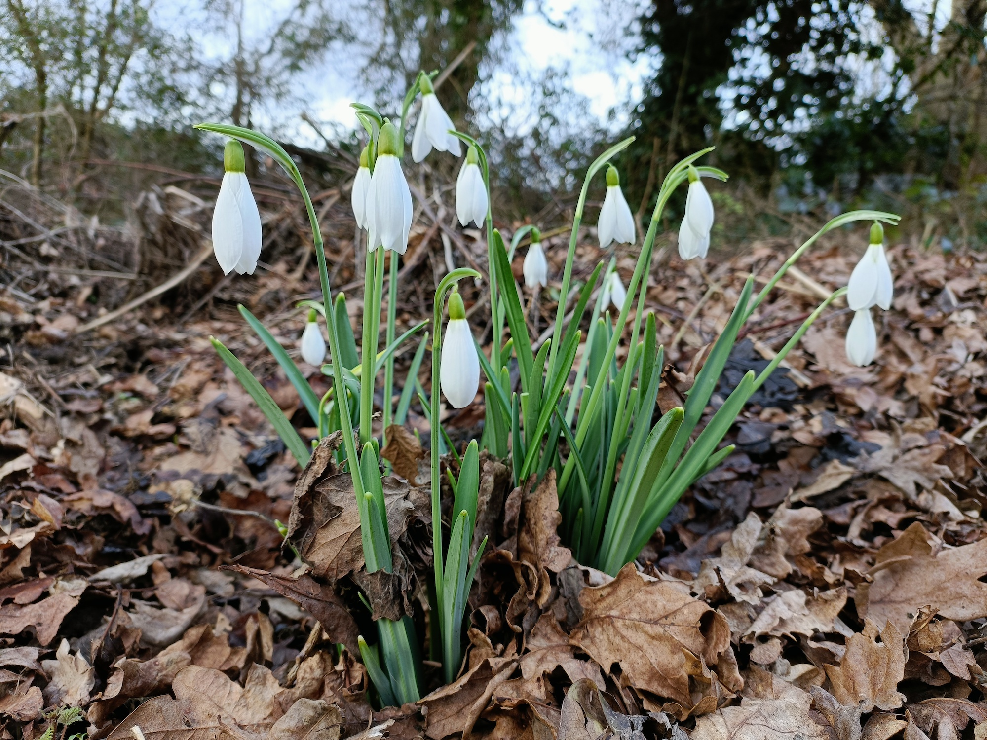 OnePlus Nord CE 2 5G photo of snowdrops.