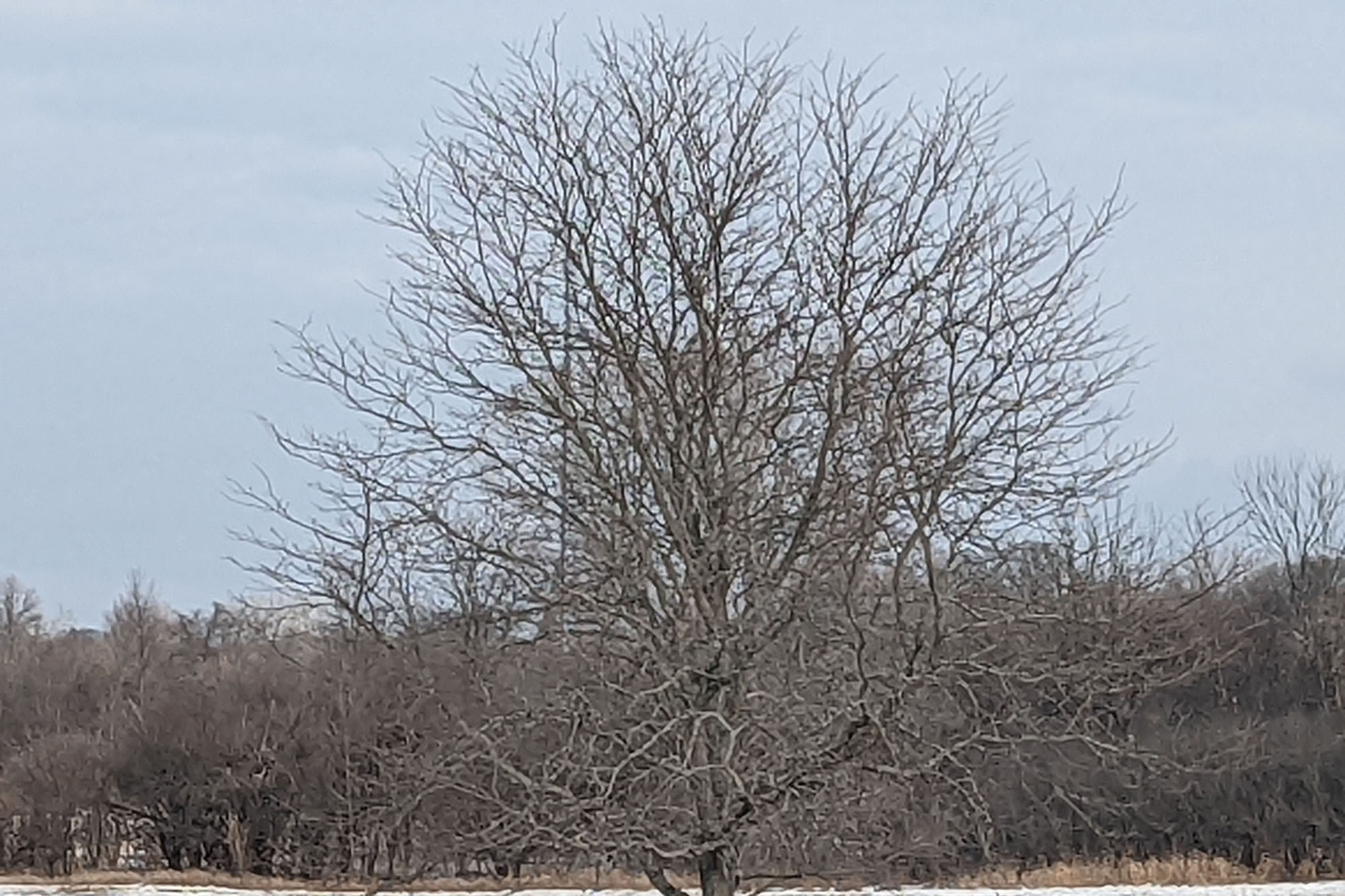 This is a sample photo of a tree at 7X zoom with the Pixel 6.