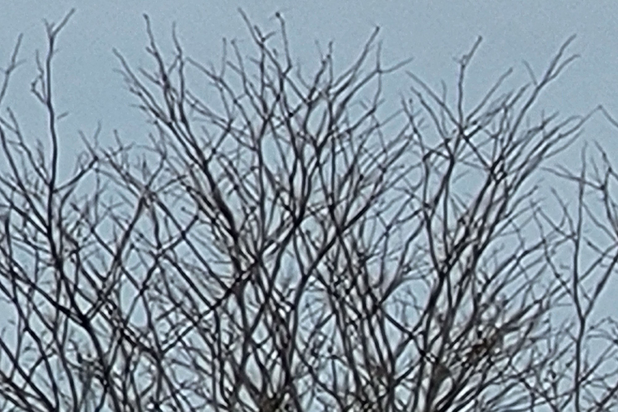 This is a sample photo of a tree at 30X zoom from the Samsung Galaxy S21 FE 5G.