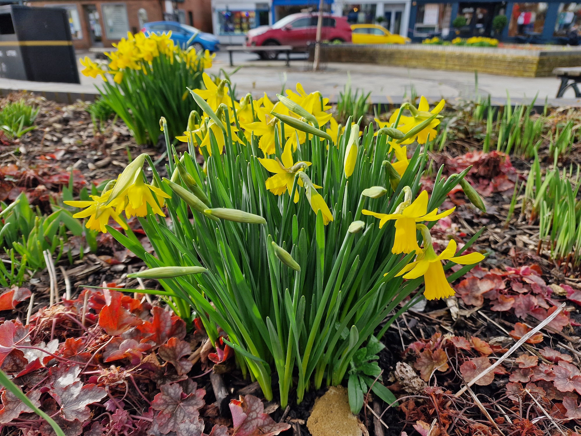 Galaxy S22 Ultra photo of flowers.