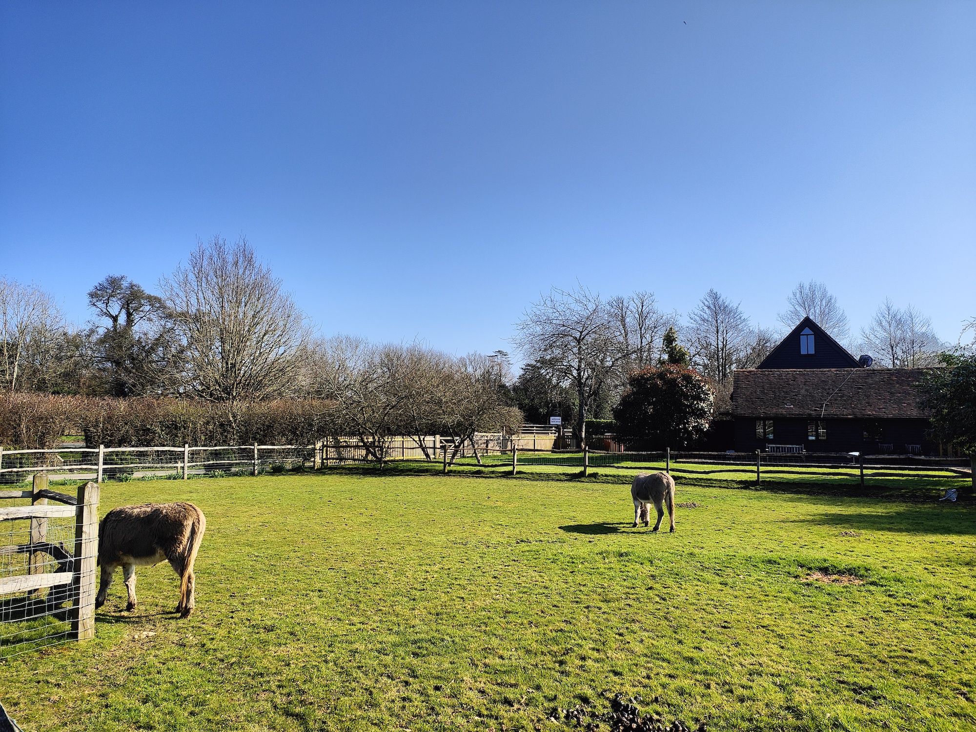 Oppo Find X5 Pro photo of donkeys.