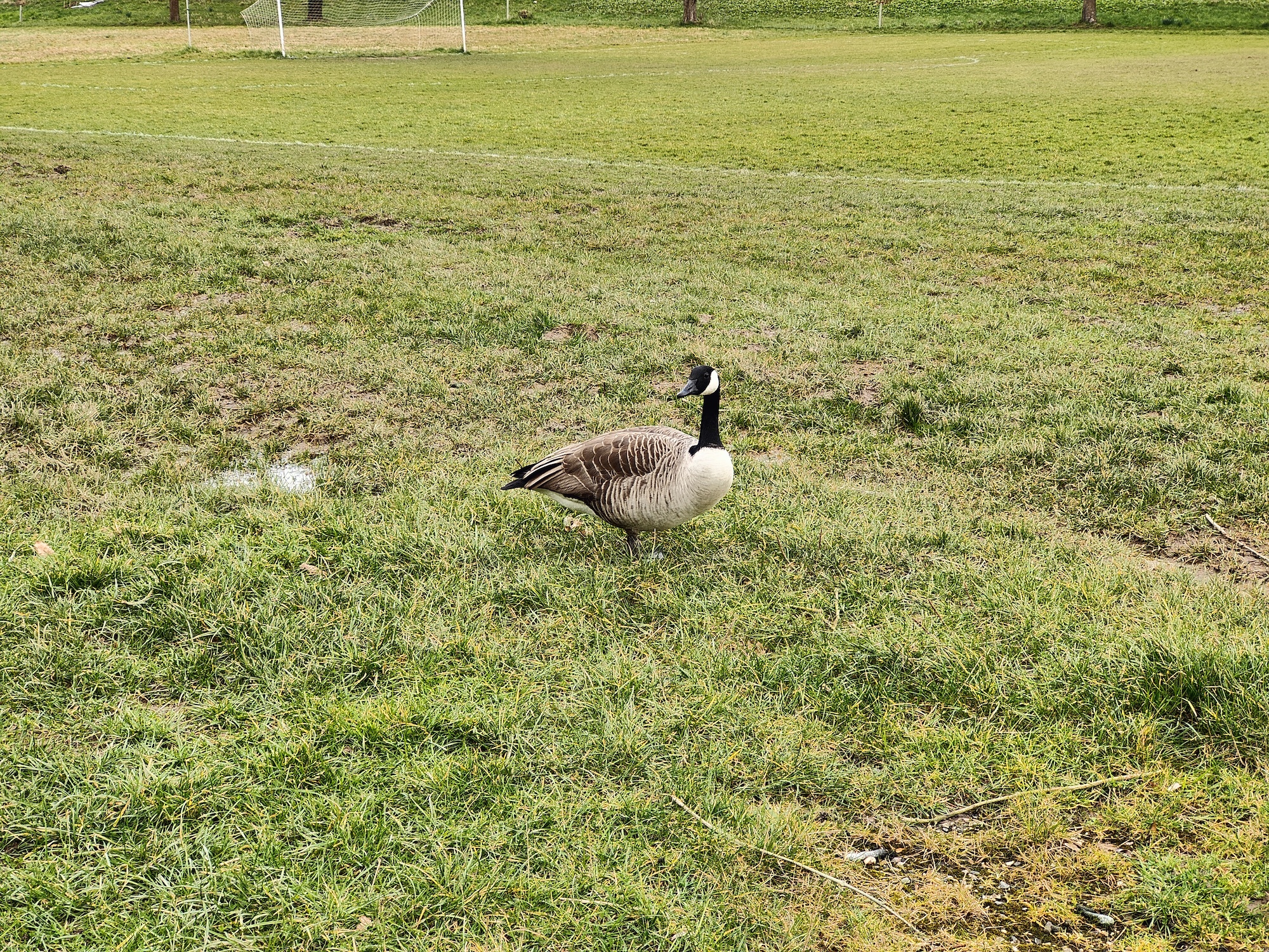 Oppo Find X5 Pro 2x zoom photo of a goose.