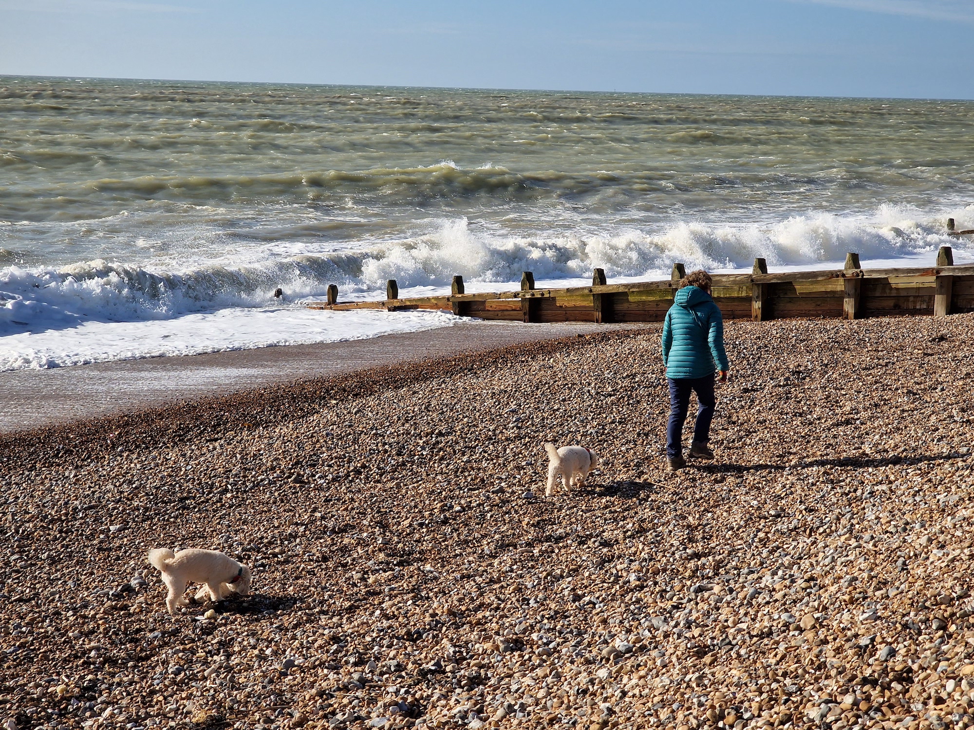 A person and two dogs walk on the beach.