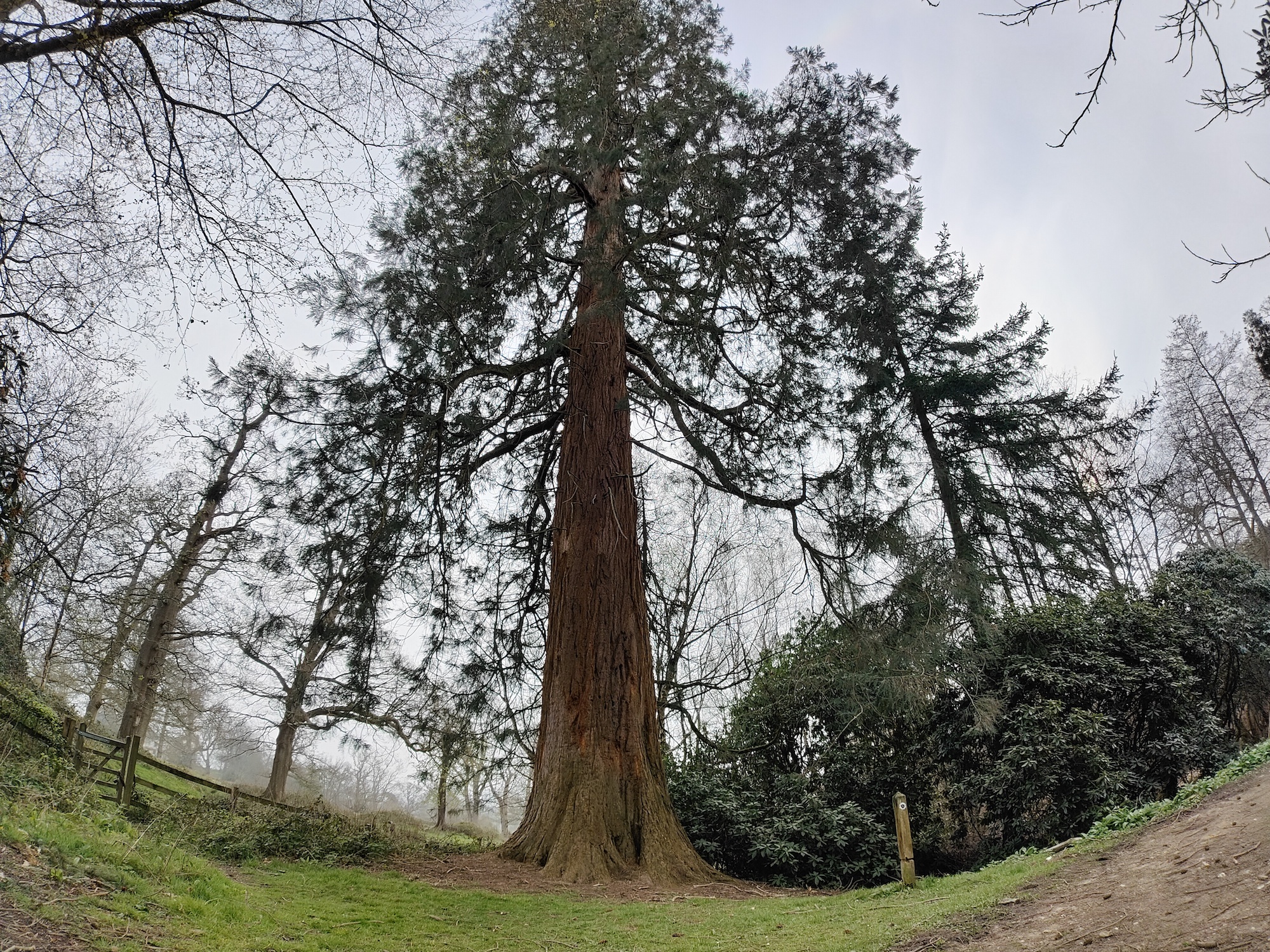 OnePlus 10 Pro 150-degree photo of a tree.