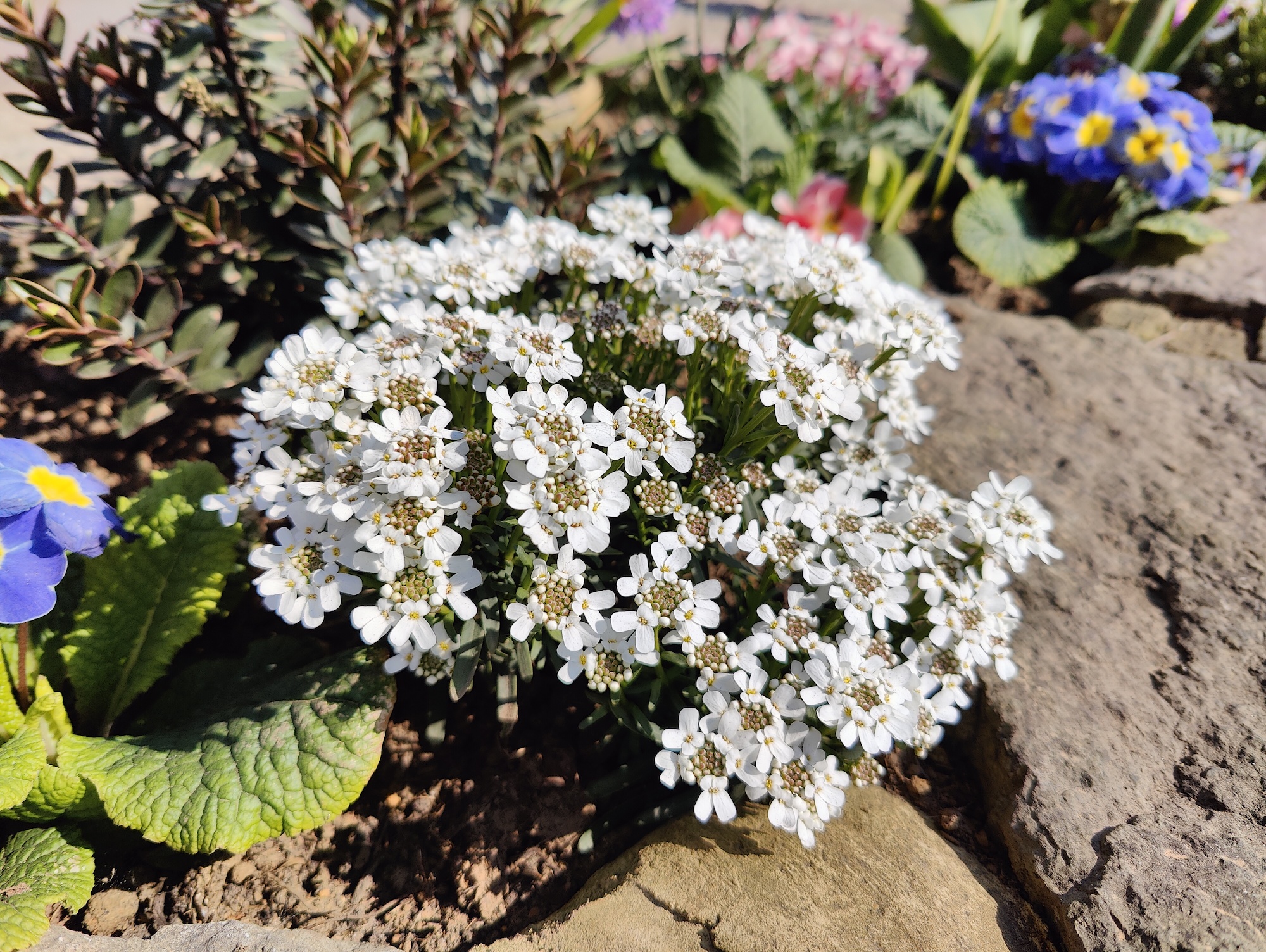 OnePlus 10 Pro photo of flowers.