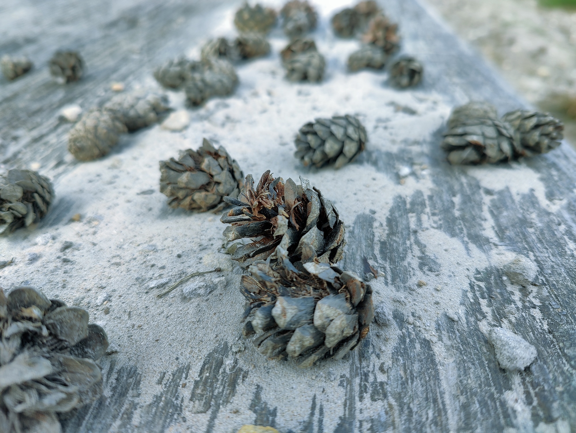 OnePlus 10 Pro photo of pine cones.