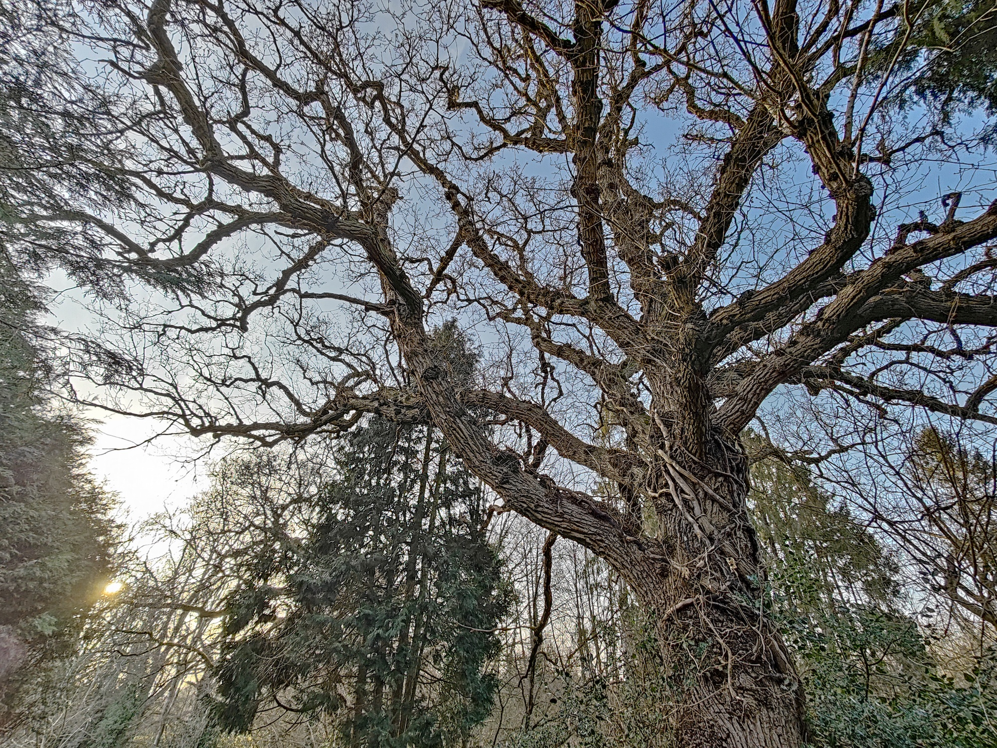 OnePlus 10 Pro photo of trees and the sky.