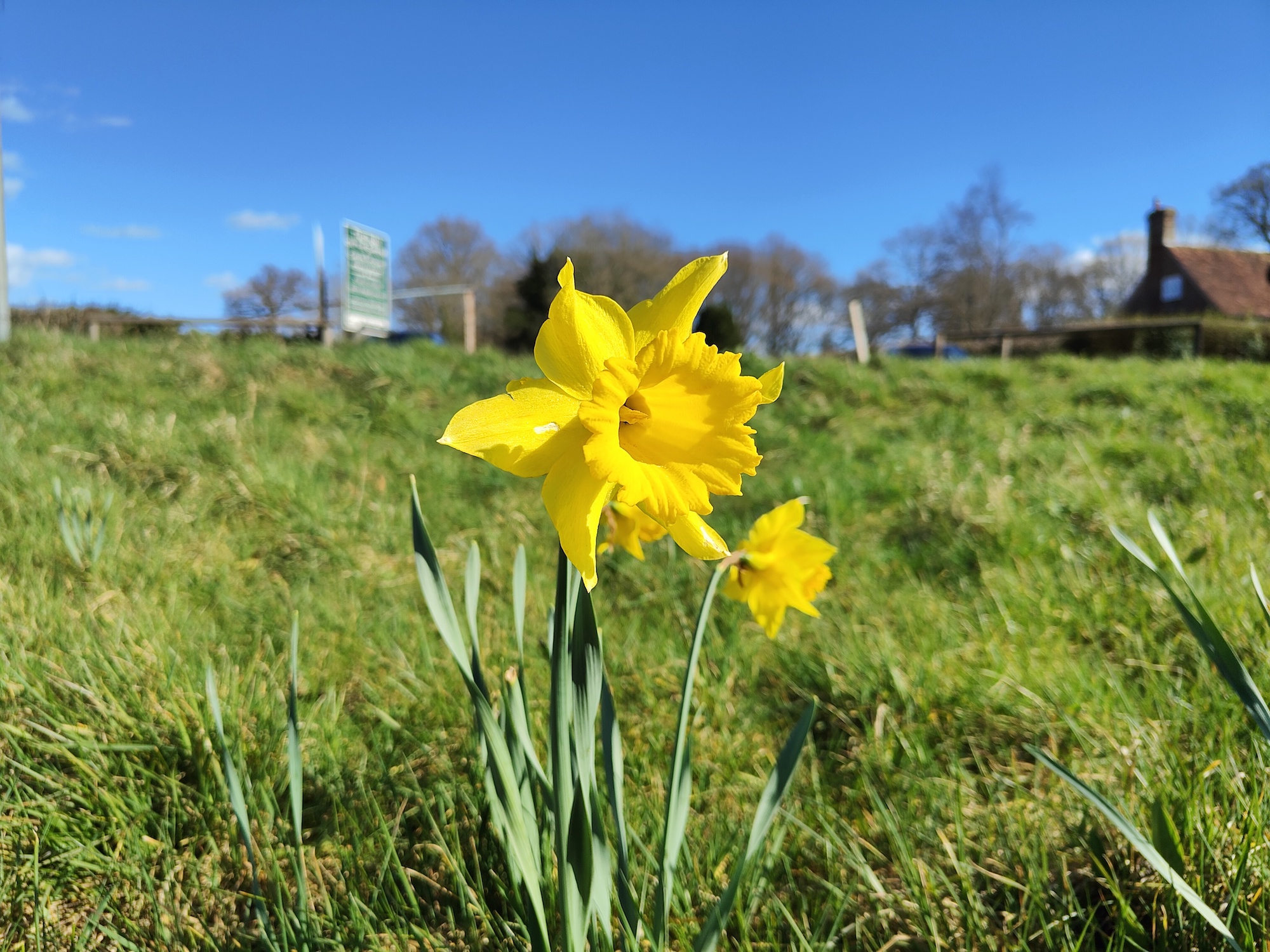Realme GT 2 Pro photo of a daffodil.