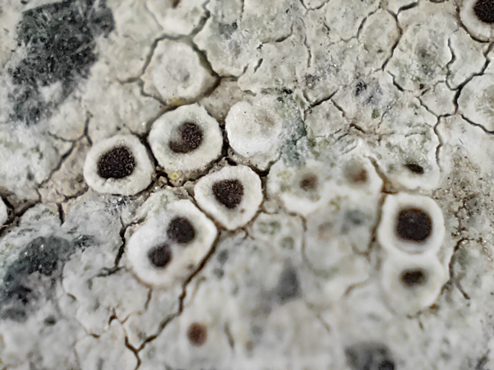 Realme GT 2 Pro Microscope Camera photo of stone.