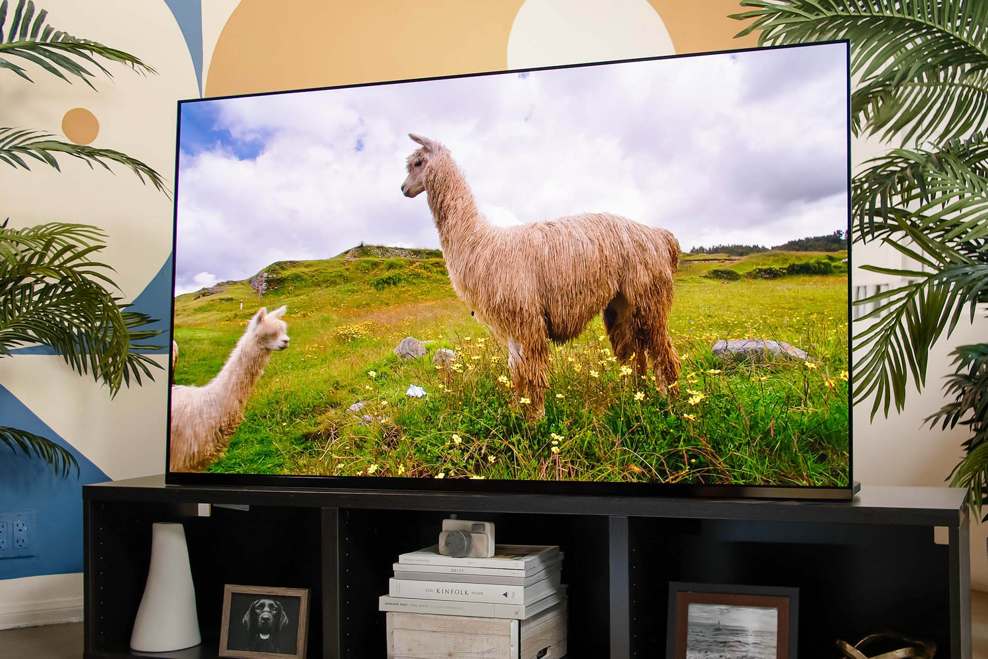 Alpacas stand in a field in the show Our Planet on the Sony A95K TV.