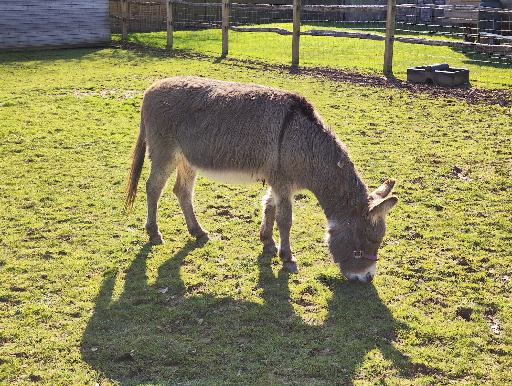 Photo of a donkey taken with the Xiaomi 12 Pro.