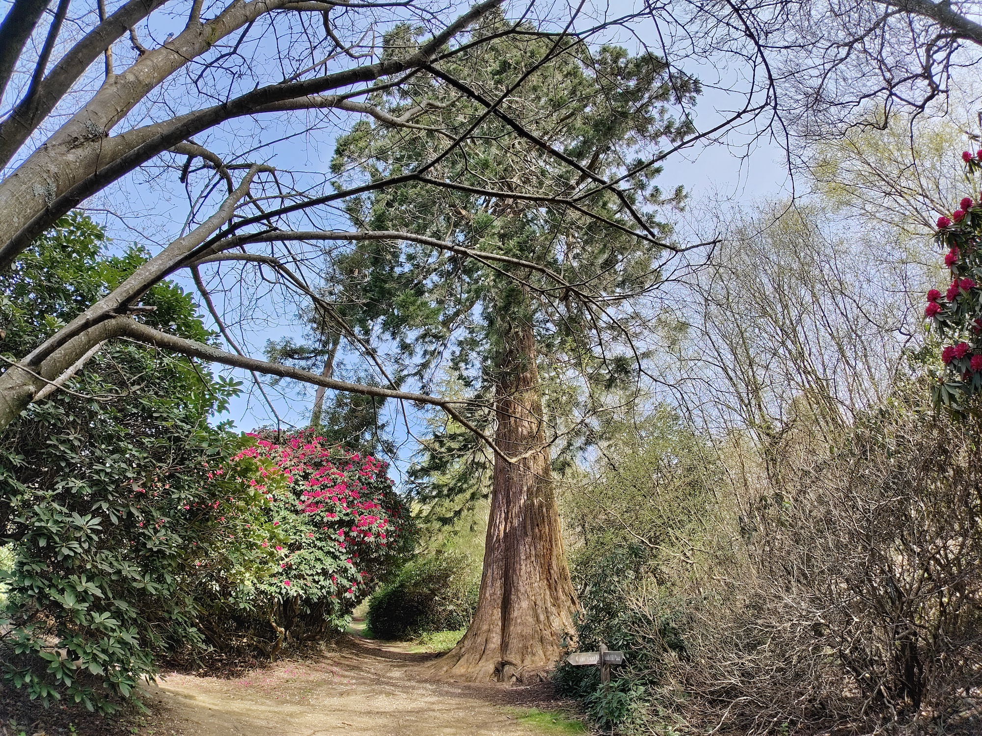 150-degree OnePlus 10 Pro photo of a tree.