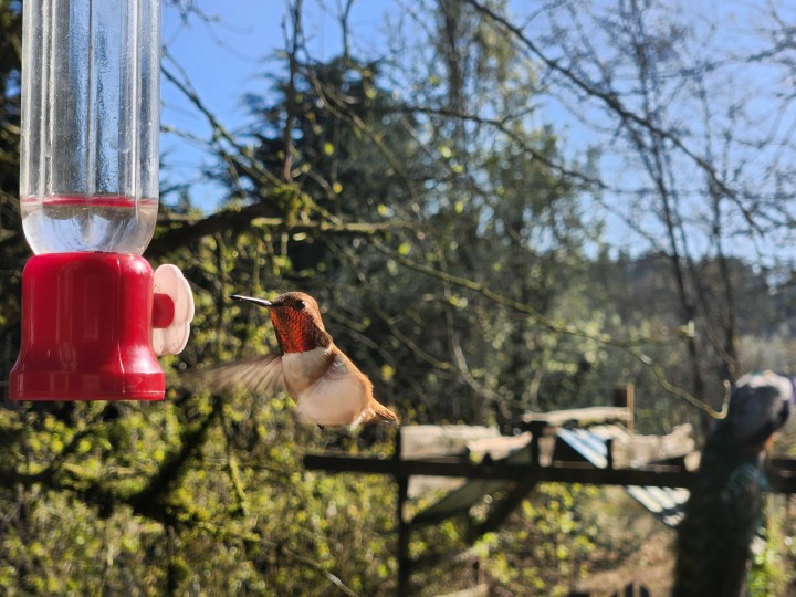 Hummingbird hovering at a feeder with a blurred background.