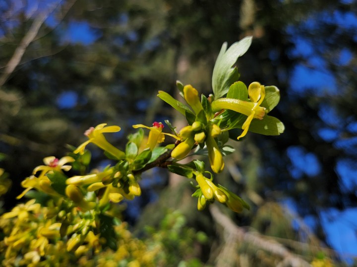 Golden Current fiori con un albero sfocato sullo sfondo.