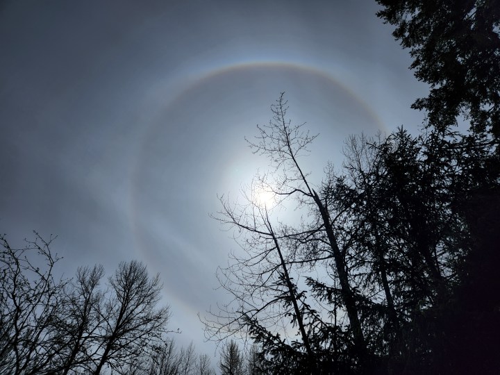 Rainbow ring around the sun in the moisture haze framed by trees.