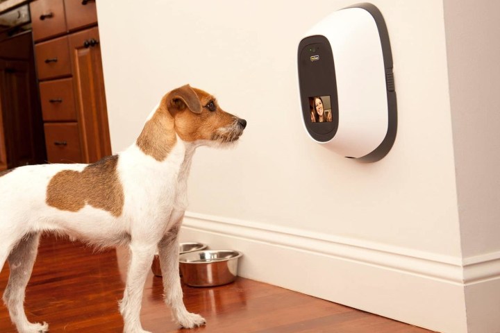 Dog looks at treat dispenser.